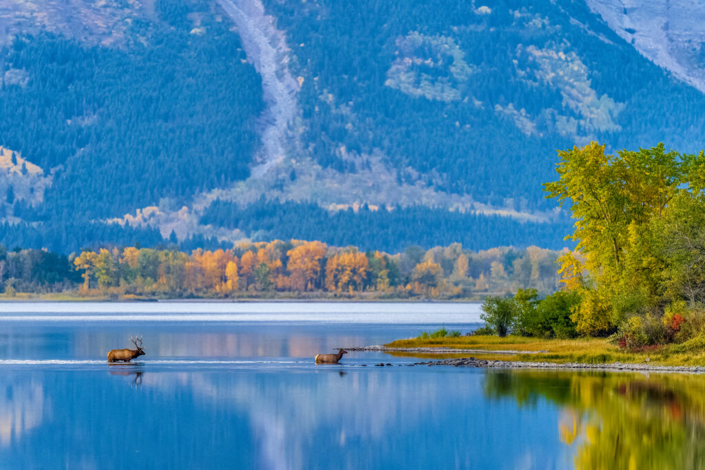 Elk crossing Waterton Lake at dawn in Waterton National Park in the Canadian Rockies